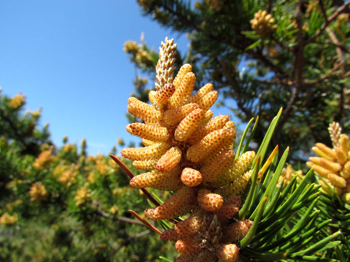 Yunnan Pine Pollen