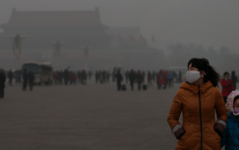 Beijing's best air cleaning plants