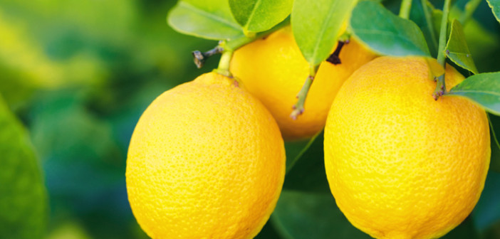 incredible benefits of lemons