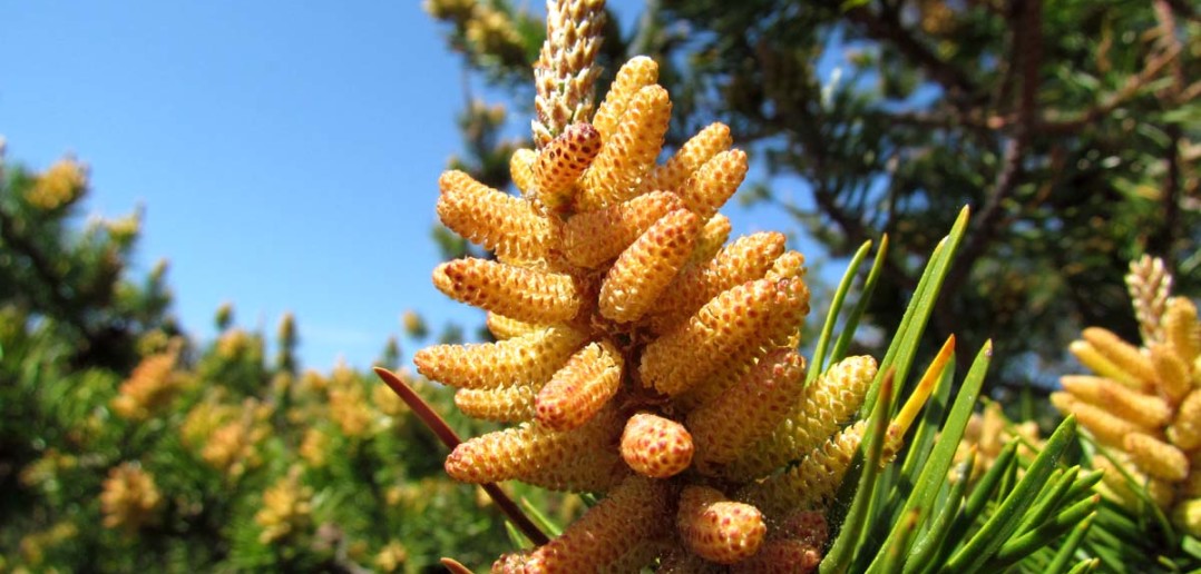 Pine Pollen - A Powerful Natural Food