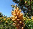 Pine Pollen - A Powerful Natural Food