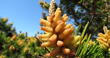 Pine Pollen - A Powerful Natural Food