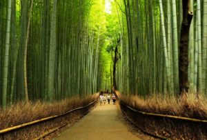 arashiyama-bamboo-groves